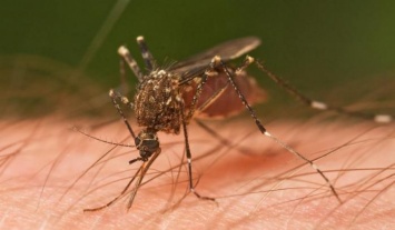 Ученые выяснили, что ураганы способствуют распространению инфекций, которые переносят комары