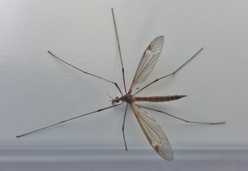 Xiaomi представила электрический уничтожитель комаров