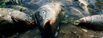 В реках Украины массово гибнет рыба: причины и какой от этого ущерб