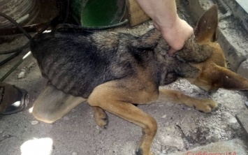 В Запорожском районе собака провалилась в глиняный котлован (ФОТО)