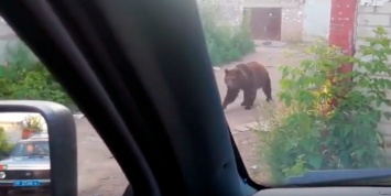 Под Саратовом сбежавшая цирковая медведица атаковала людей