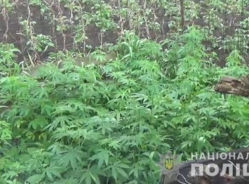 В Луганской области правоохранители нашли поле дикой конопли