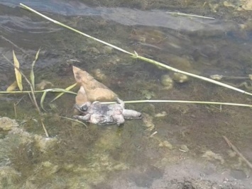 В Волчьей всплывают мертвые черепахи