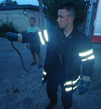 Криворожские спасатели доставали змею, заползшую в автомобиль