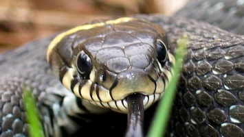 В Кривом Роге змея залезла прямо в машину: будьте осторожны (Фото)