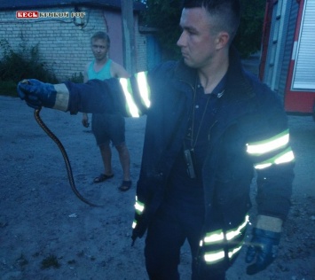 В Кривом Роге вызвали спасателей, чтобы те помогли справиться со змеей, пробравшихся на территорию личного имущества