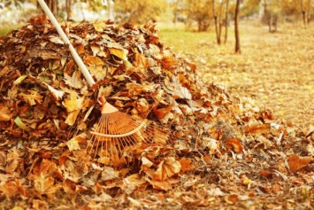 В Киеве появится комплекс по переработке опавших листьев