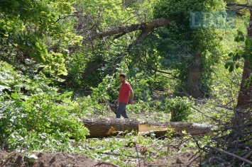 В Протасовом Яру застройщик возобновил срезку деревьев (обновлено)