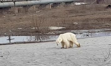По улице российского Норильска бродил голодный медведь