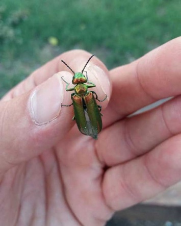 Днепрян напугали «страшные зеленые» жуки