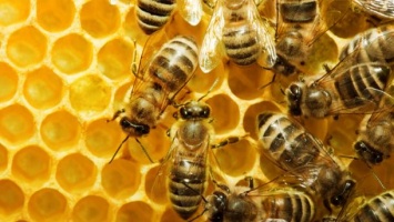 Супрун опровергла утверждение об эффективности лечения ядом пчел и их гудением