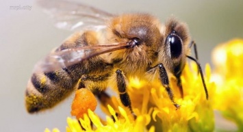 «Панацея» на кончике жала: принесет ли пользу покровчанам укус пчелы?
