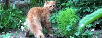 В Никополе спасли котика, который трое суток провел на дереве