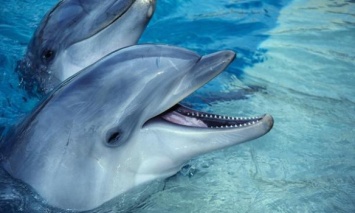 За 60 лет популяция дельфинов в Украине резко уменьшилась, - Минприроды