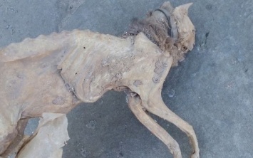 Житель Запорожской области нашел мумию в подвале дома (ФОТО 18+)