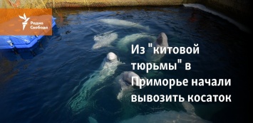 Из "китовой тюрьмы" в Приморье начали вывозить косаток