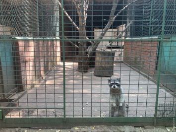 В Одесском зоопарке из клетки вырвался питомец: его уже поймали