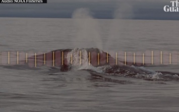Пение редчайшего японского кита записали впервые