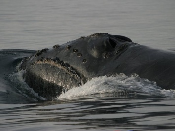 Песни гигантов: Ученые впервые записали пение редкого японского кита