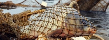 На Днепропетровщине браконьеры нанесли ущерб рыбному хозяйству почти на 331 000 гривен