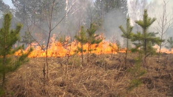 Чрезвычайный уровень опасности: крупный пожар произошел в Харьковской области
