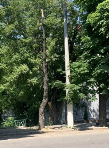 В Семинарском переулке снесли три аварийных дерева