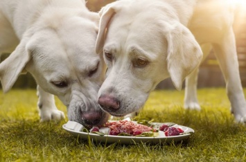 Ветеринары сообщили, можно ли давать сырое мясо домашним животным