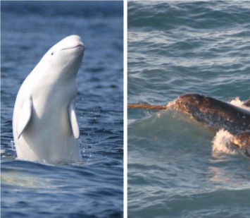 Мутант или чудо природы? Ученые обнаружили новый вид китов