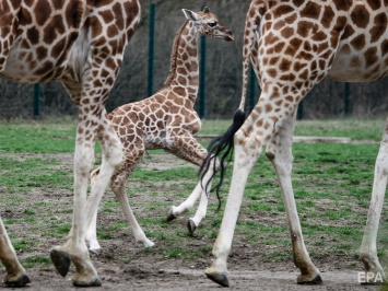 Николаевский зоопарк объявил тендер на ProZorro по перевозке трех жирафов