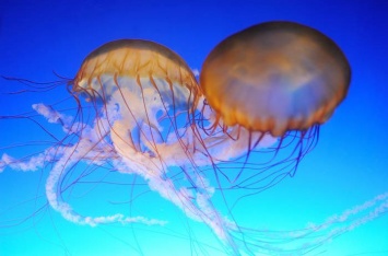 Укус медузы: что надо и что нельзя делать