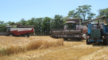 Урожайность зерновых в Сакском районе - почти 28 ц/га