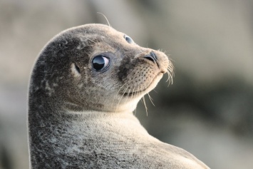 Тюленей научили петь тему из «Звездных войн» (ВИДЕО)