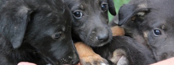 Подарите любовь и тепло: черные щенки ищут дом