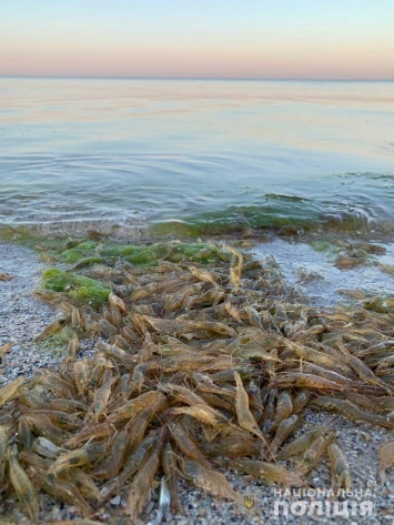 «Ученые»-браконьеры наловили в Каланчакском лимане рыбы на 250 тысяч