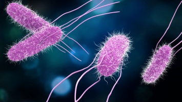 В США обнаружена неуязвимая для антибиотиков сальмонелла