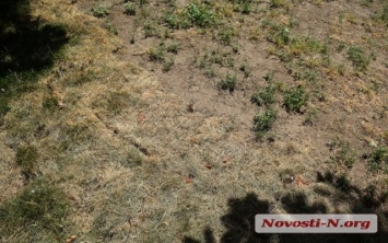 Зеленый газон, который «переселили» с площади Соборной, не поливают и он погибает