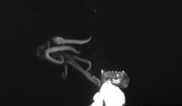 Почти 4 метра! В США обнаружили гигантского живого кальмара