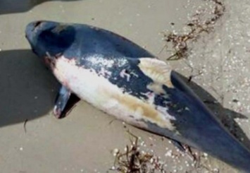 В Запорожской области на берегу моря нашли мертвого обитателя глубин (Фото)