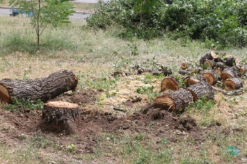 Сегодня на ж/м Фрунзенском без уведомления жильцов начали спиливать деревья