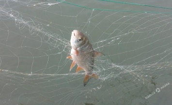 Под Одессой браконьеры сетями ловили рыбу (фото)
