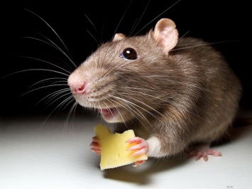 Мыши заразили двух харьковчан опасной болезнью