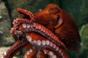 Щупальца осьминога сами решают, как двигаться - ученые