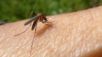 Запорожцев предупреждают об опасной болезни, которую переносят комары