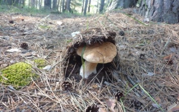 В Херсонской области среди жаркого лета появились деликатесные грибы