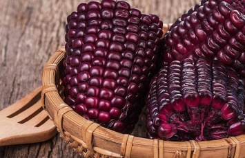 Украинский селекционер вывел новый сорт сладкой и полезной кукурузы - фиолетовый (ФОТО)