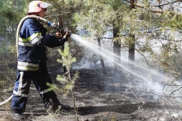 Очередной пожар на Днепропетровщине: огонь уничтожил гектар леса