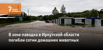 В зоне паводка в Иркутской области погибли сотни домашних животных