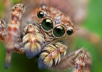 Бояться нельзя: что значит, если увидели паука