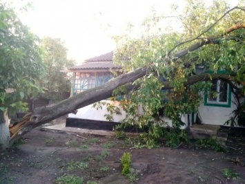 Стихия сломала как спички 33 дерева в Николаевской области