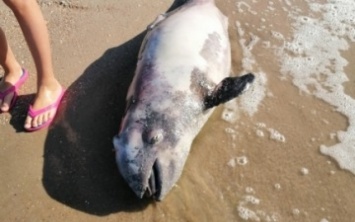 На пляжах Азовского моря находят мертвых дельфинов